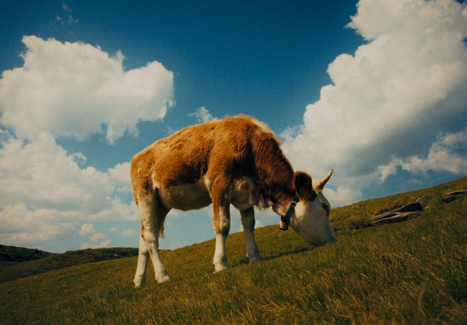 Cow on a hillside after the Hue page: teal shadows, warm highlights, shifted greens