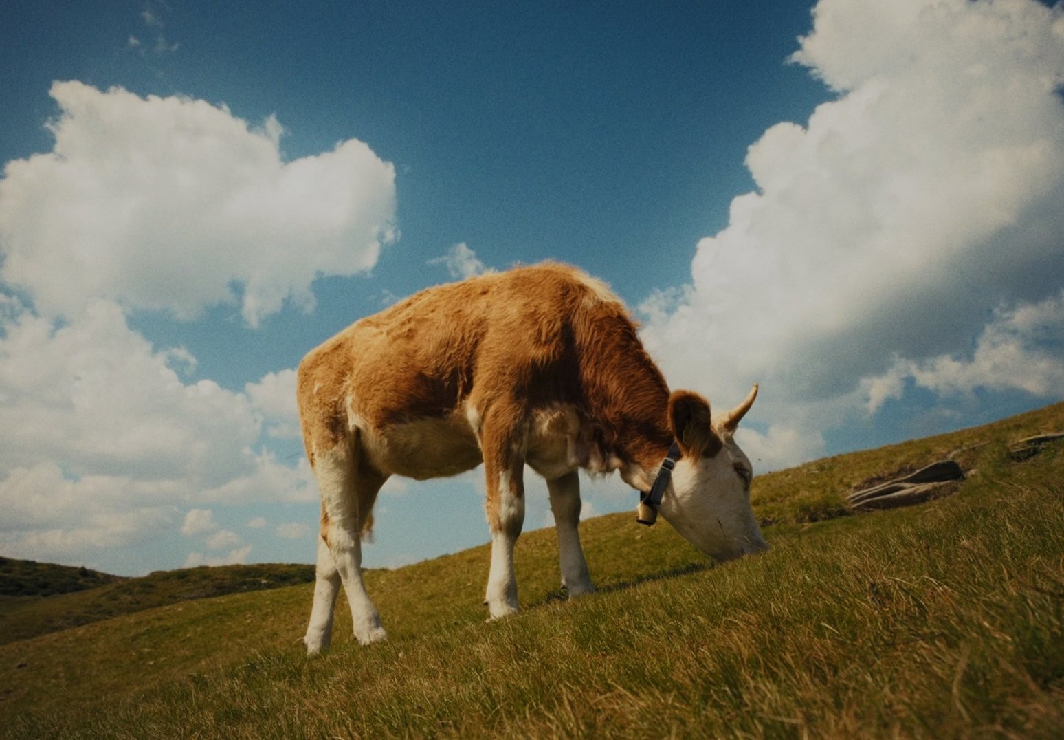 Cow on a hillside before